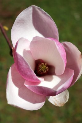 Magnolia x soulangeana 'Lennei' - magnolie, šácholan soulangeanův - květ detail